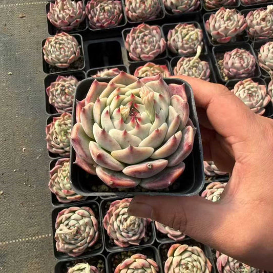 24960 Echeveria Chihuahuaensis (7cm pot size)