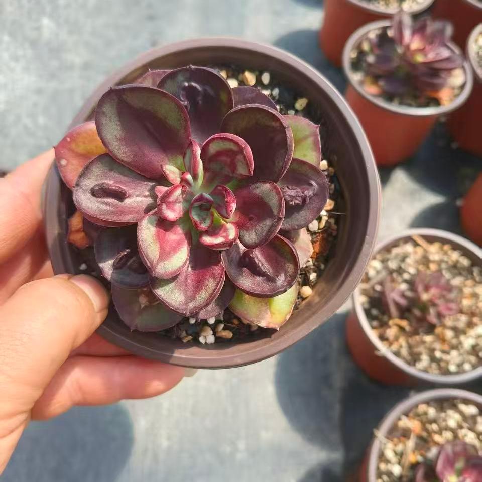 25051 Echeveria Nodulosa (9cm pot size)