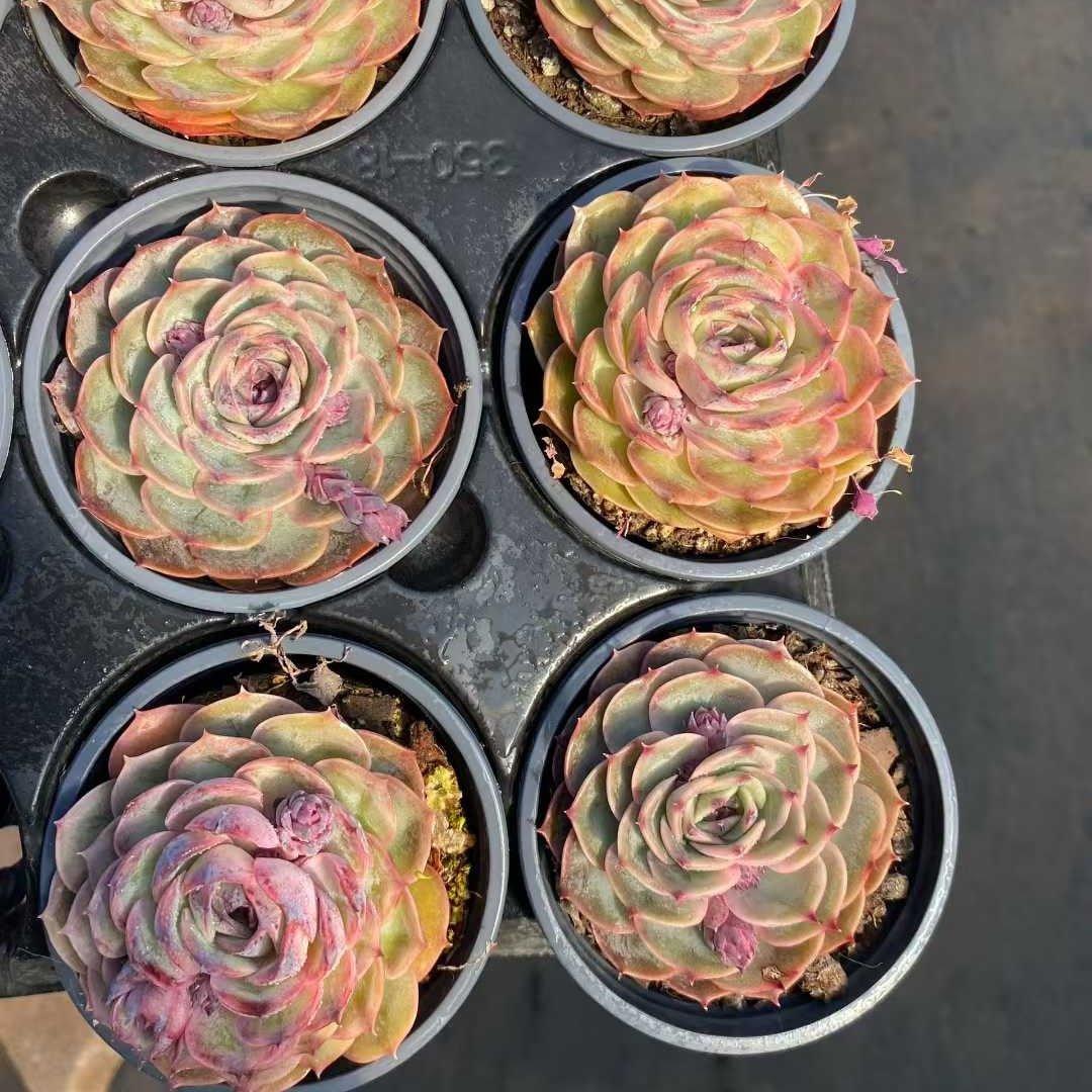 21922 Echeveria Candy Onslow (9cm pot size)