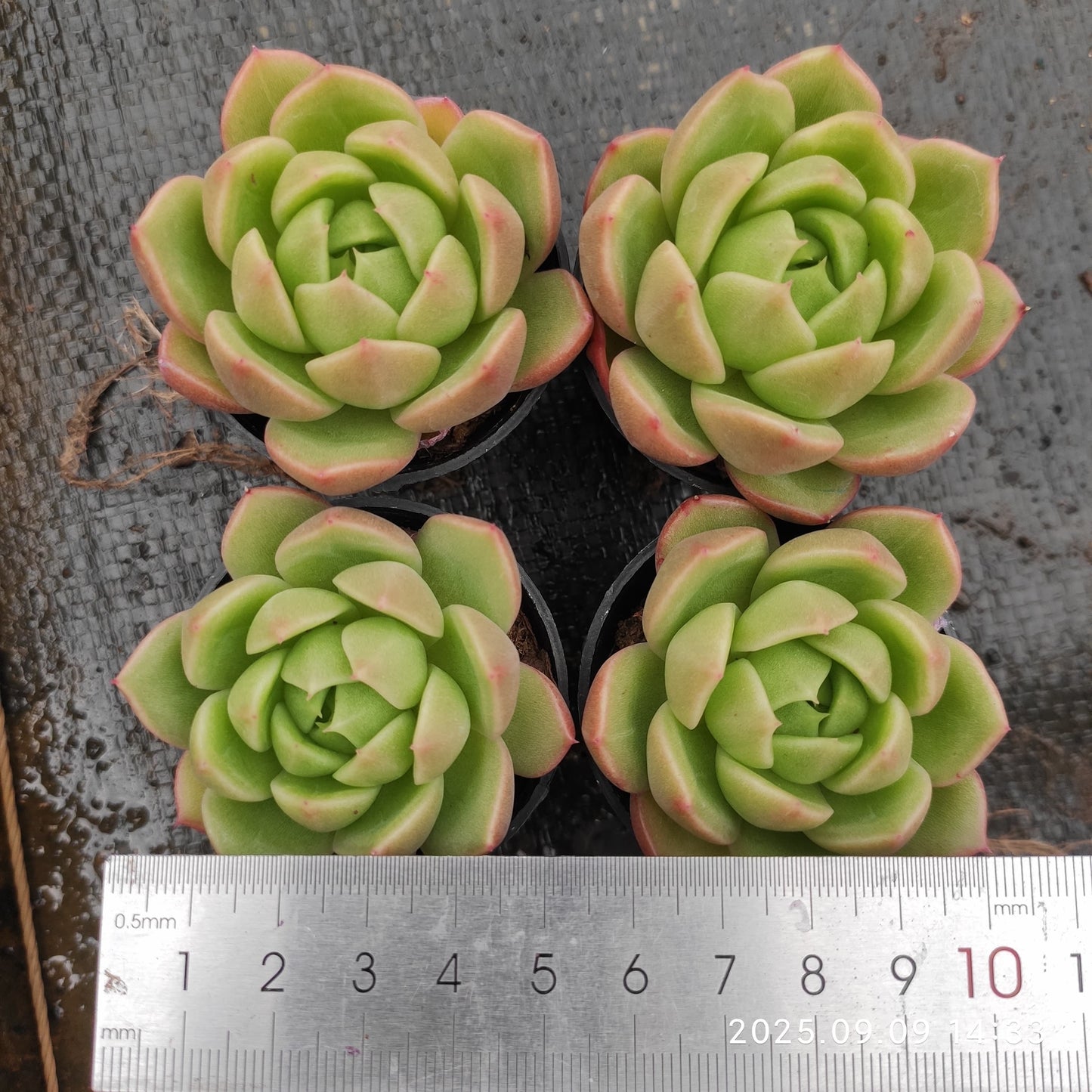 MMT507 Echeveria Ice City(5.5cm pot size)