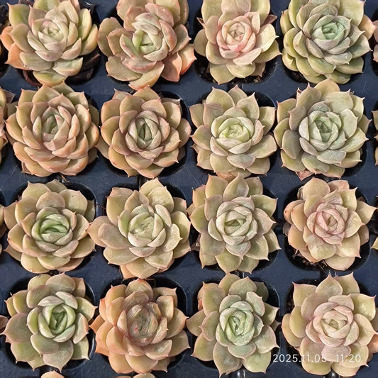 22033 Echeveria Onslow (3cm pot size)