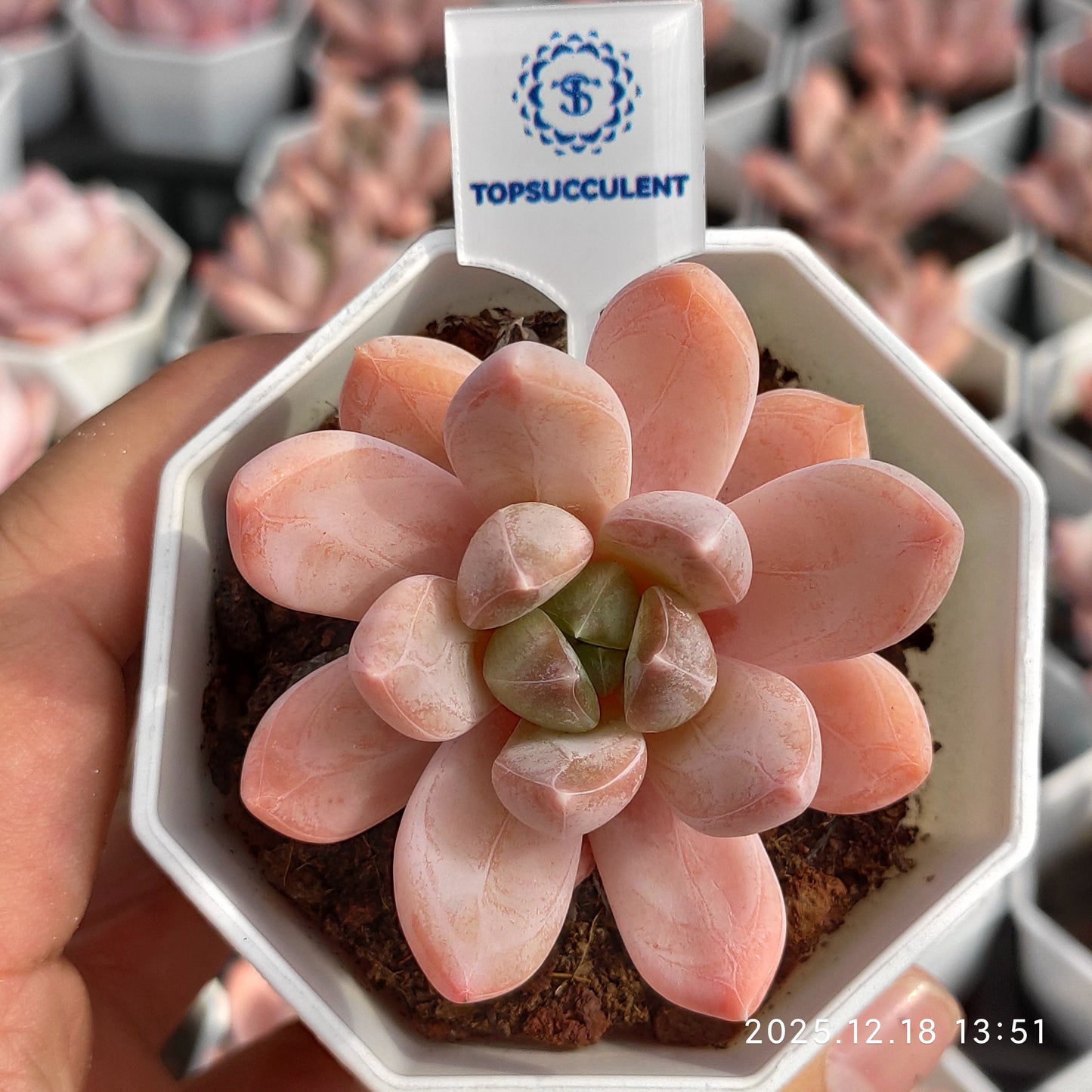23864 Echeveria Fantasy Hyb (7cm pot size)