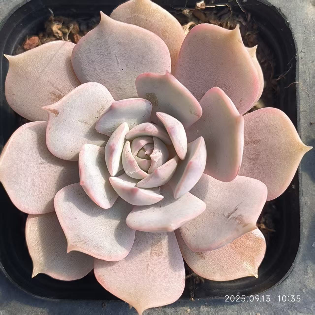 GR415 Echeveria Pink Butterfly(6.5cm pot size)