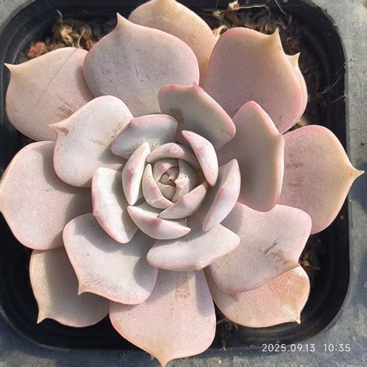 GR415 Echeveria Pink Butterfly(6.5cm pot size)
