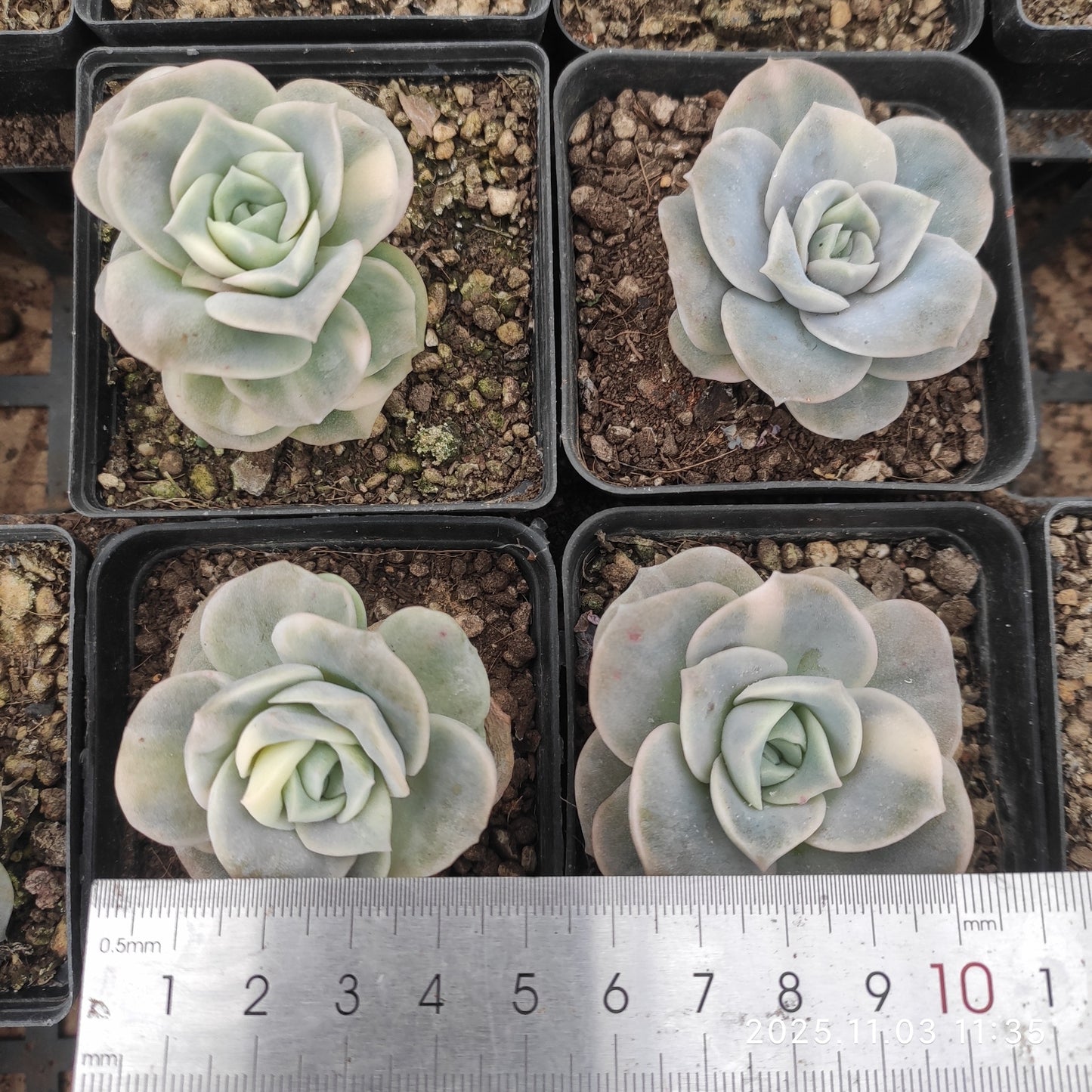 21145 Echeveria Lovely Rose Variegated (7cm pot size)