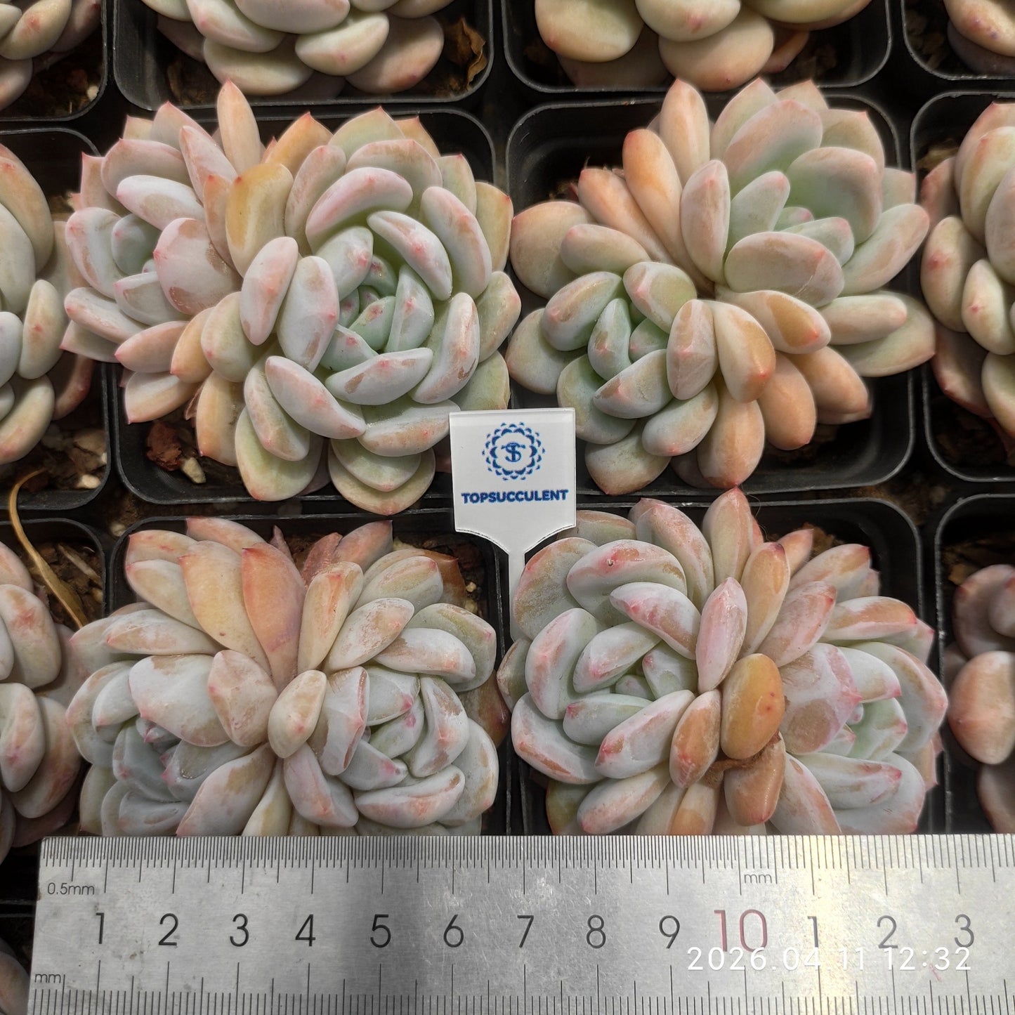 25637 Echeveria Orange Monroe (7cm pot size)
