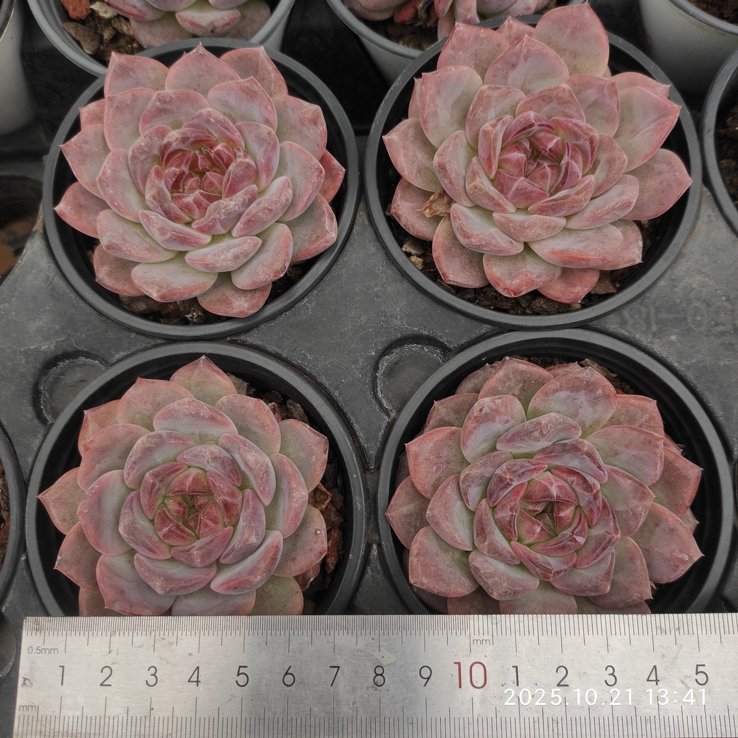 15452 Echeveria Snow Hibiscus (9cm pot size)