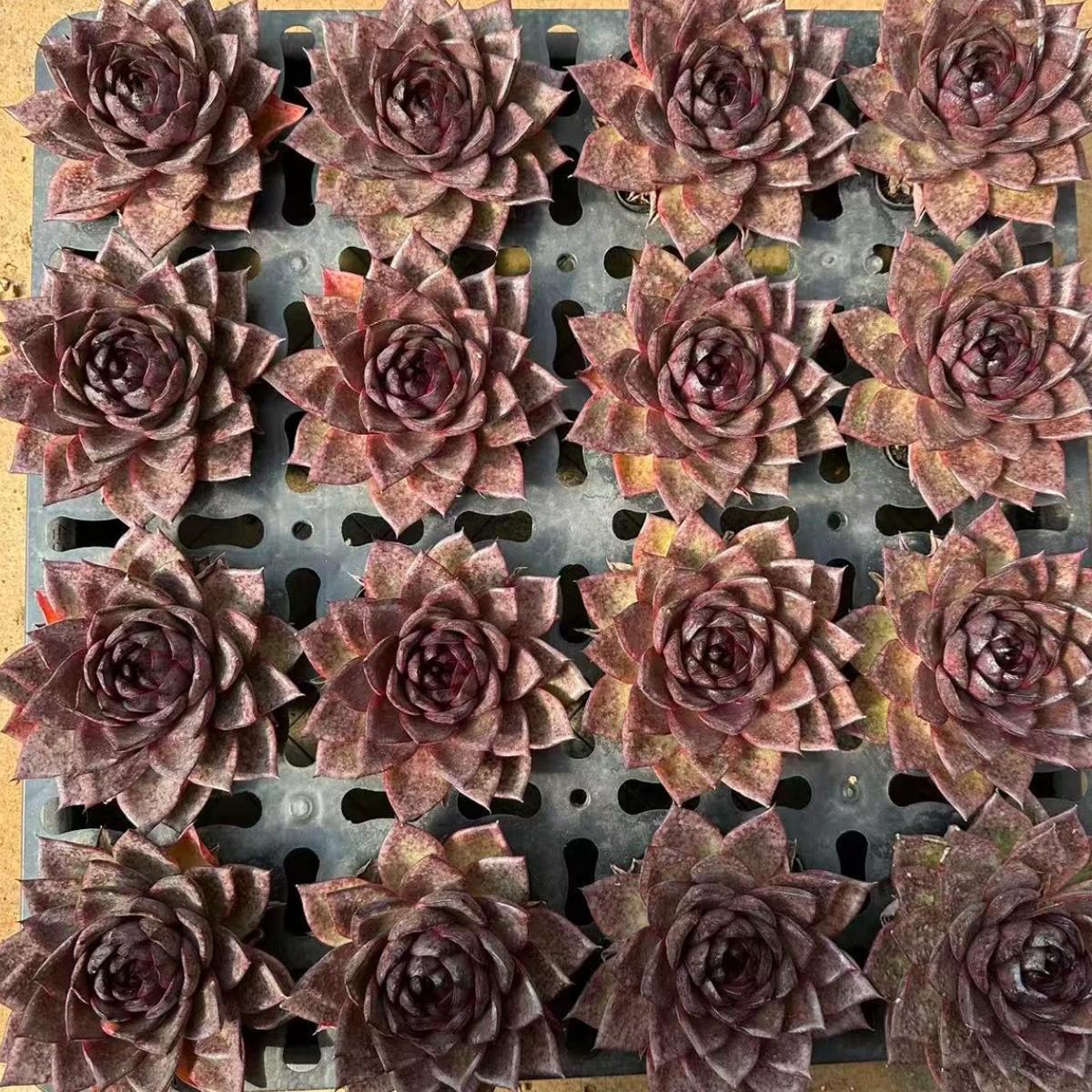 22620 Echeveria Dark Cube (10cm pot size)