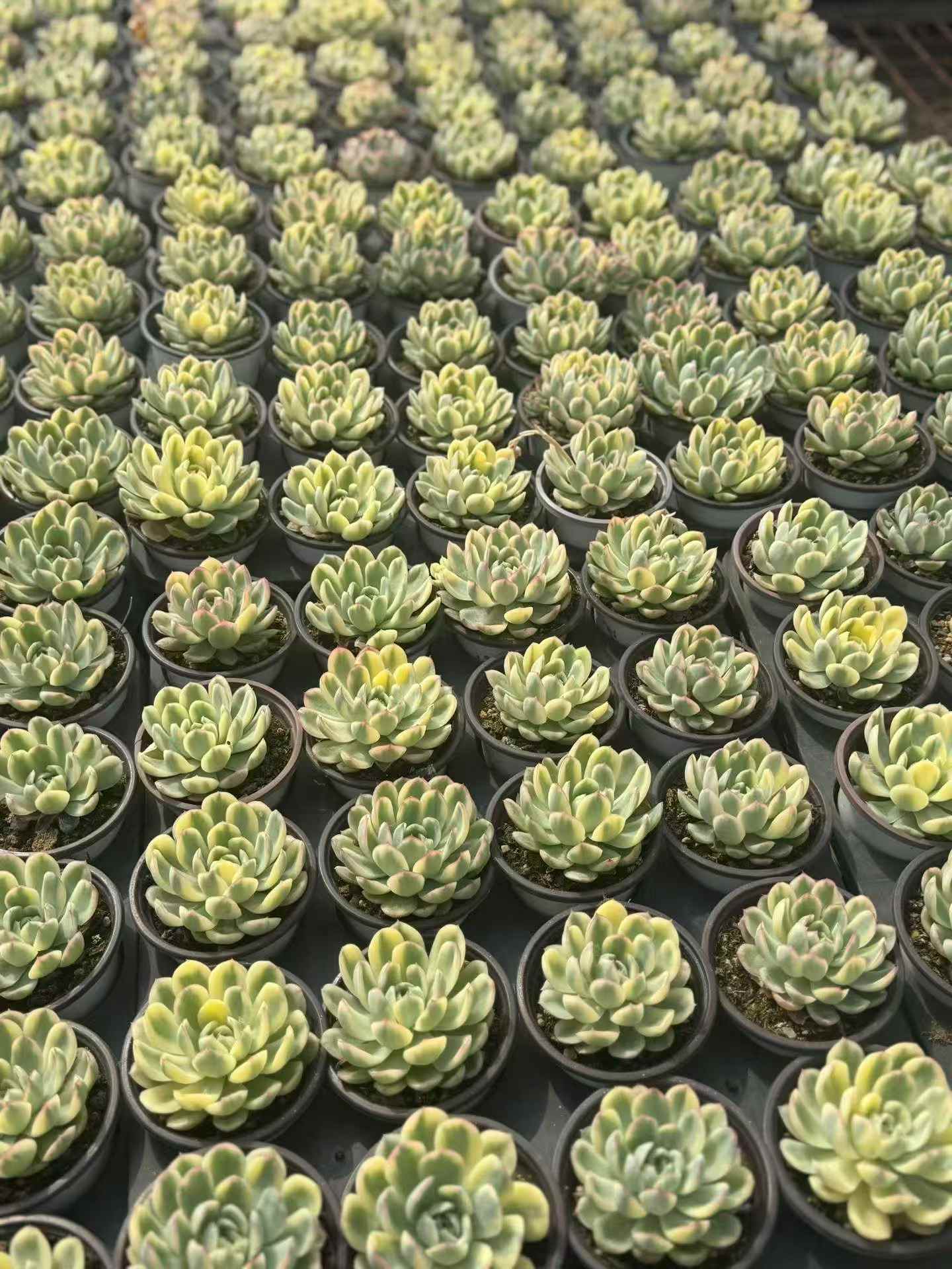 24670 Echeveria Strawberry Ice Variegated (9cm pot size)