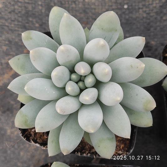 20171 Echeveria Sweet (7cm pot size)