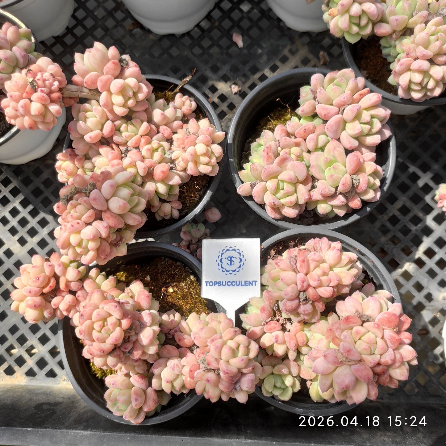 21633 Echeveria Senbonzakura (9cm pot size)