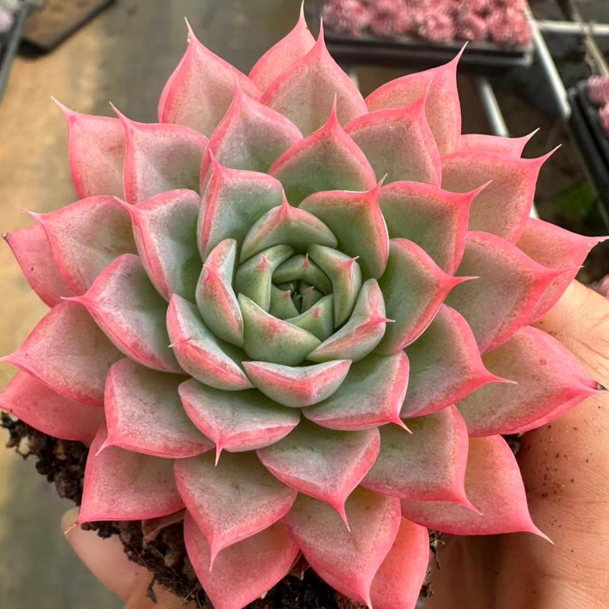 22641 Echeveria Pink Paper Crane (6cm pot size)