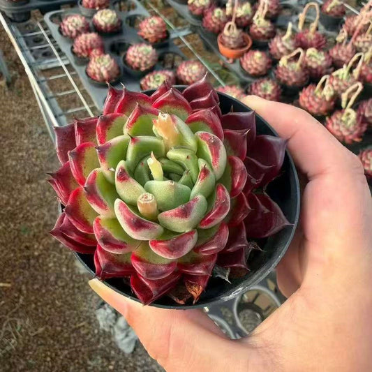21409 Echeveria Black Night (9cm pot size)