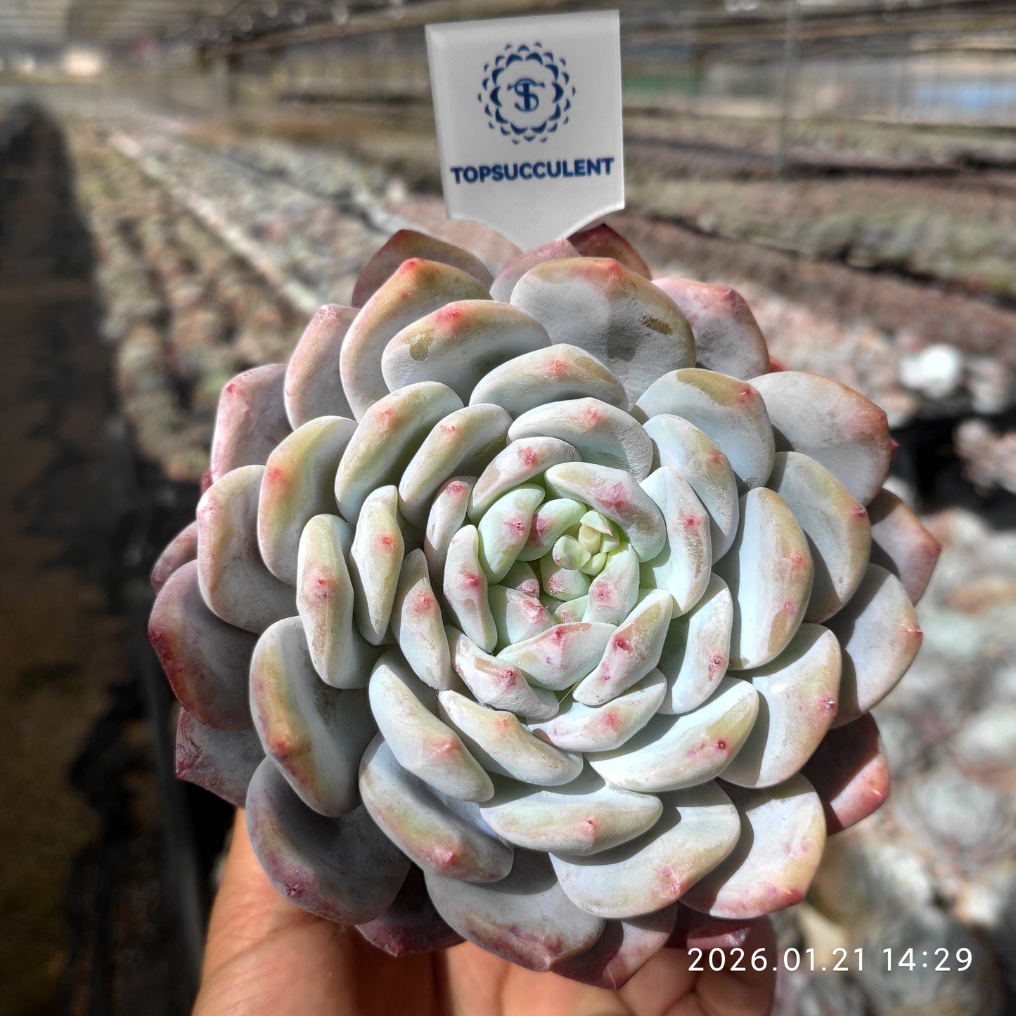 4975 Echeveria Orange Monroe (12cm pot size)