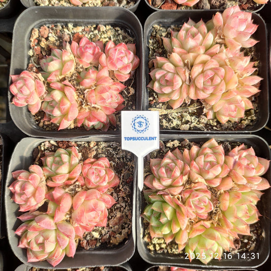 21283 Echeveria Quicksand (7cm pot size)