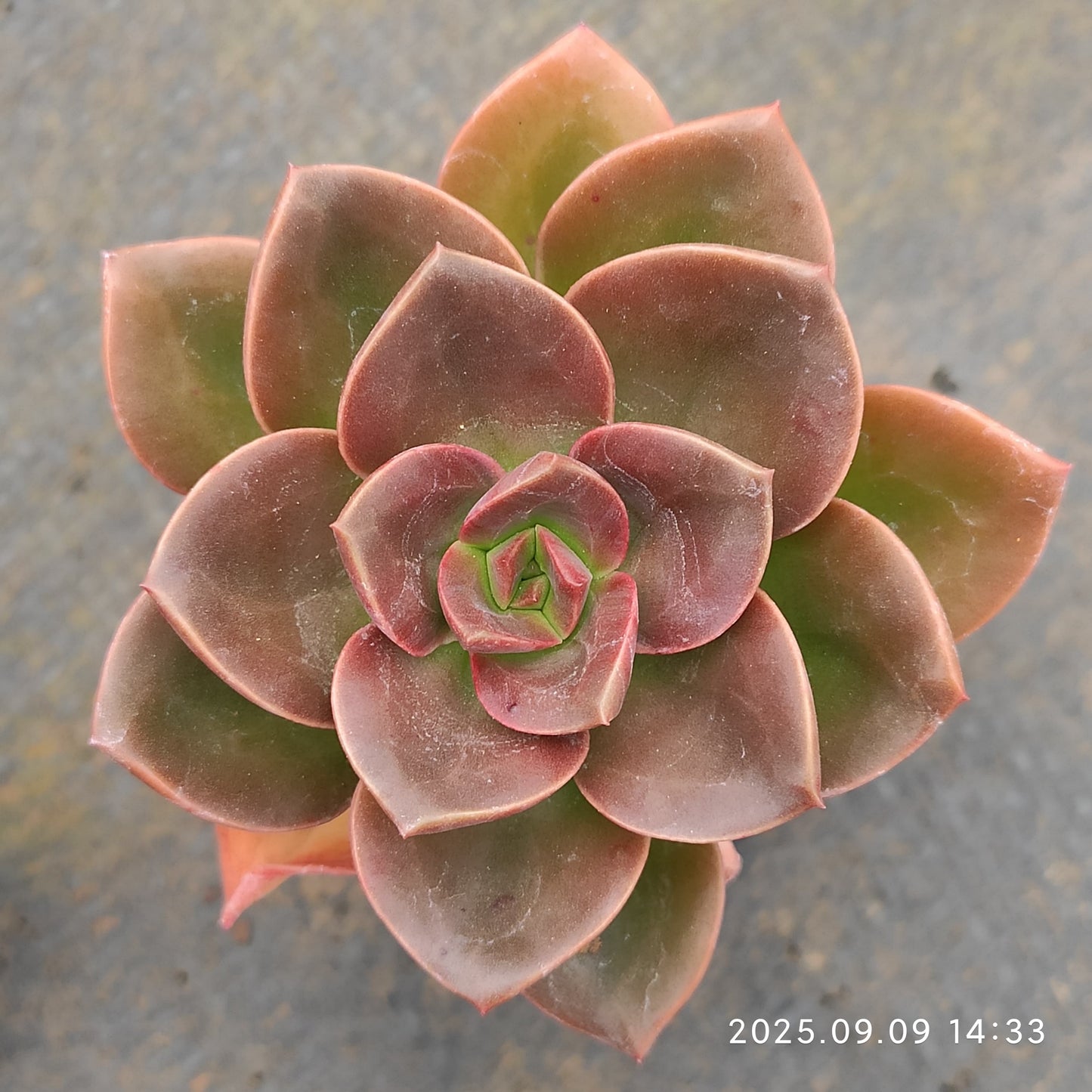 MMT506 Echeveria Chocolate(5.5cm pot size)
