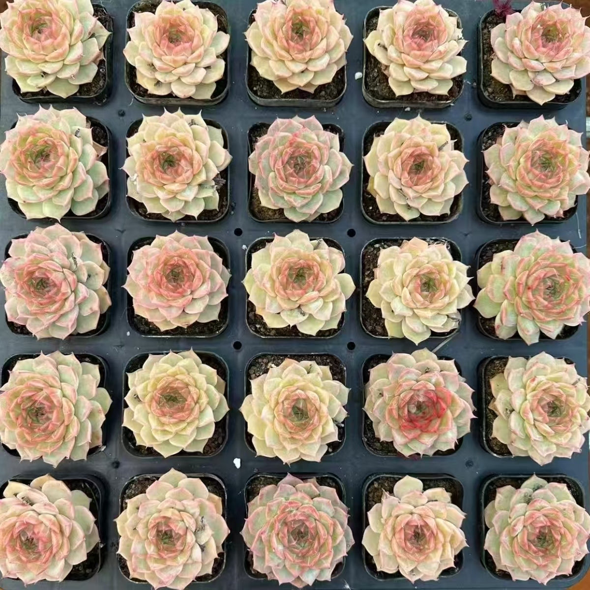 QNY188 Echeveria Glamourous Princess(7cm pot size)