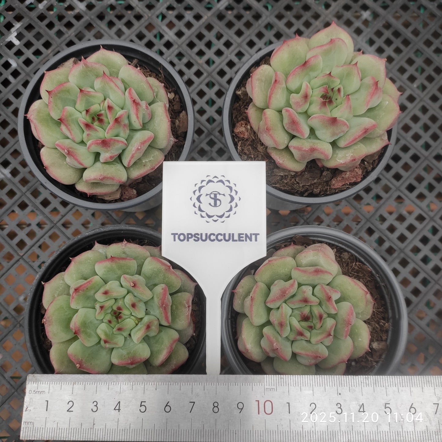 22750 Echeveria Reddish lips (9cm pot size)