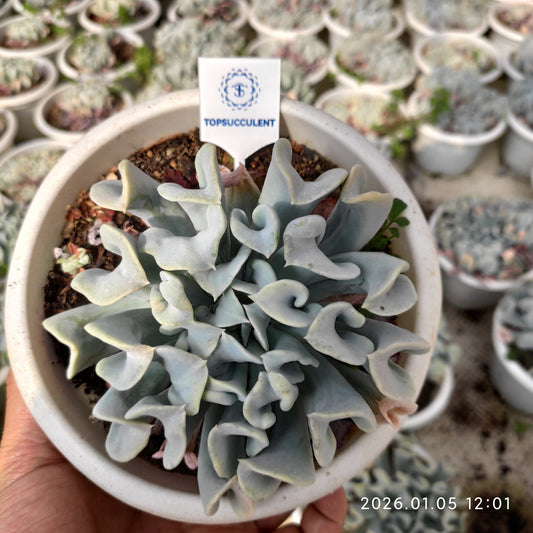 21293 Echeveria runyonii Topsy Turvy (18cm pot size)
