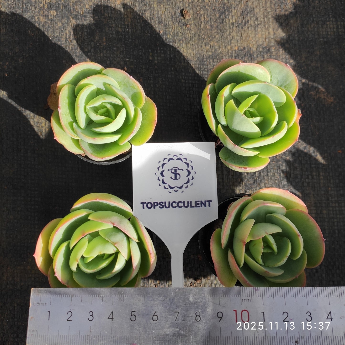 50198 Echeveria Peach Pride (5.5cm pot size)