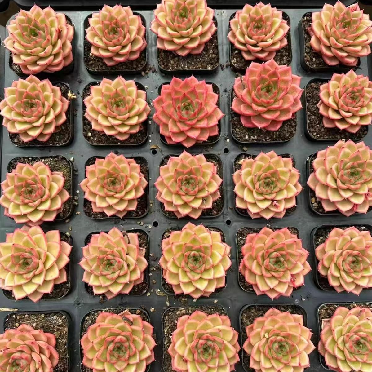 21983 Echeveria Vibrant Orange (6cm pot size)