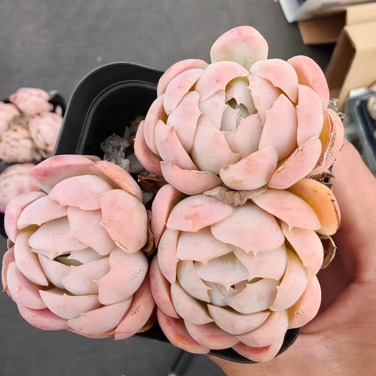 23398 Echeveria Berry (7cm pot size)