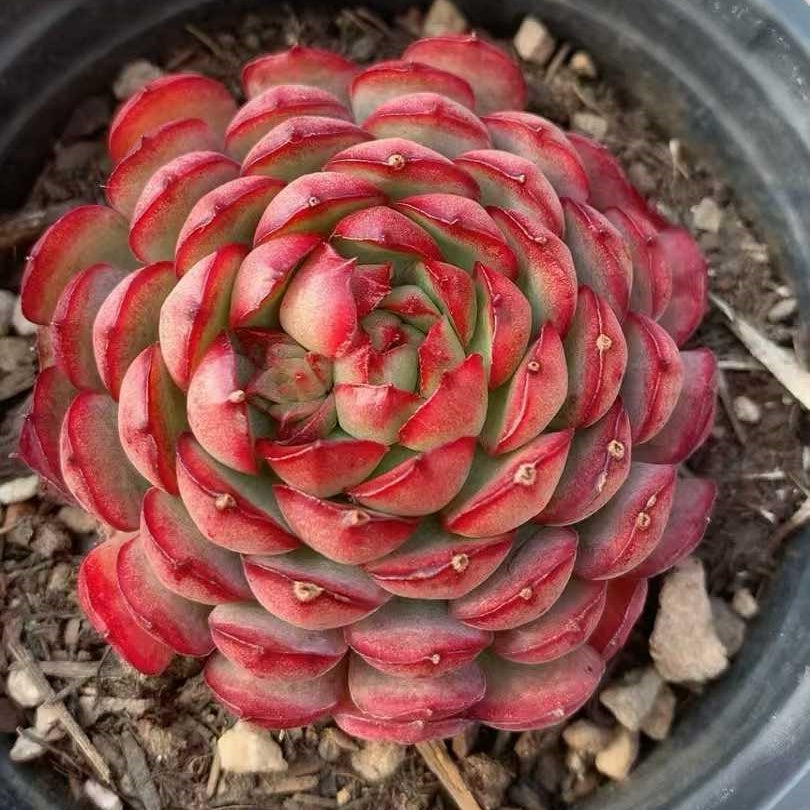 25276 Echeveria Dream Rose (9cm pot size)