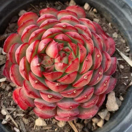 25276 Echeveria Dream Rose (9cm pot size)