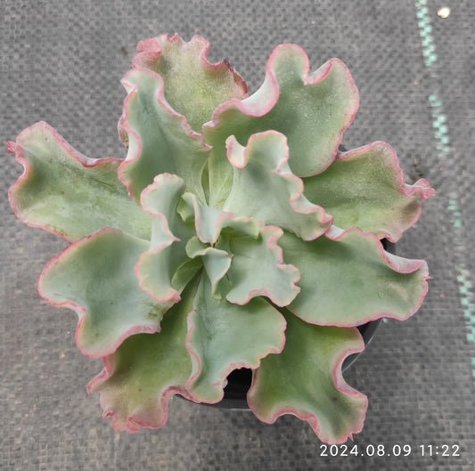 QN600 Echeveria Aquarius