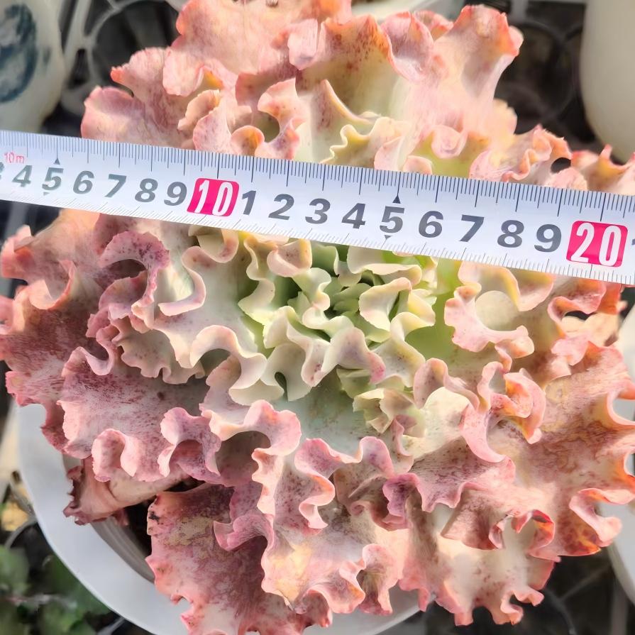 22658 Echeveria Meridian (20cm pot size)