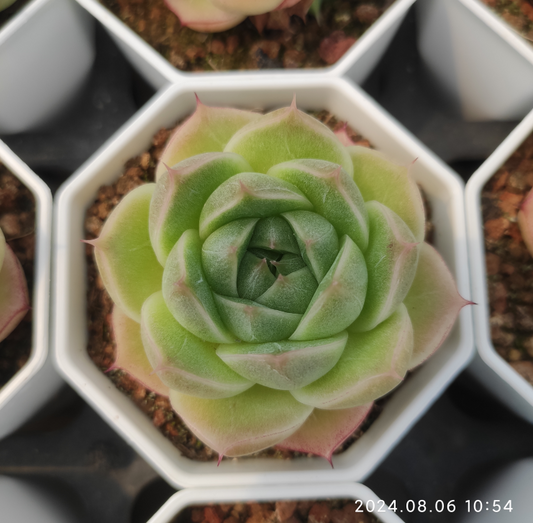 XQ1200 Echeveria Collage