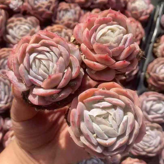 20428 Echeveria Potosina (3cm pot size)