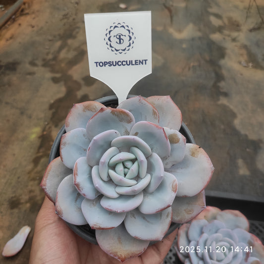 21915 Echeveria Milk Tea (12.5cm pot size)