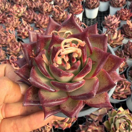 20854 Echeveria Romeo (12cm pot size)