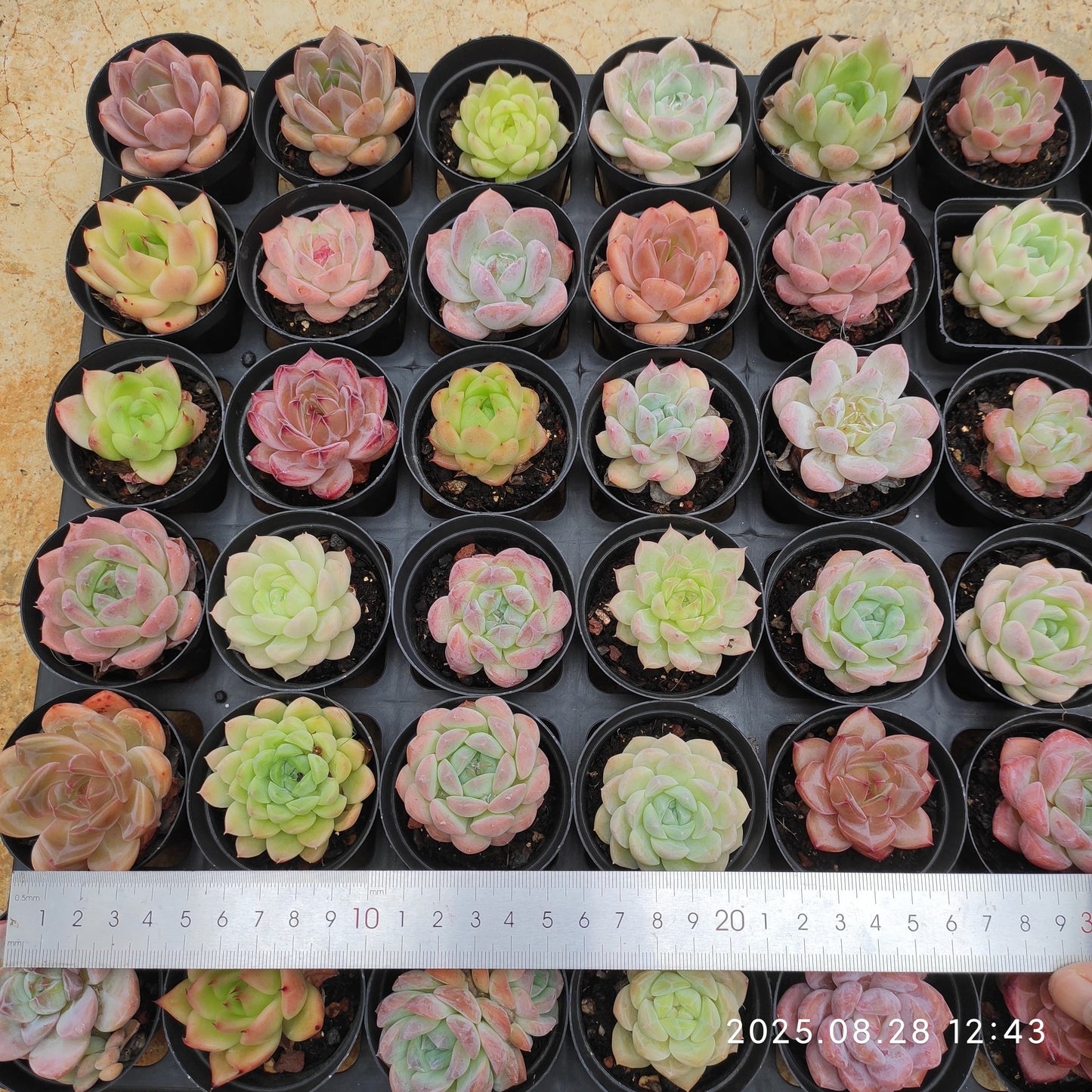 20414 Echeveria Diana  x RasAga (5cm pot size)