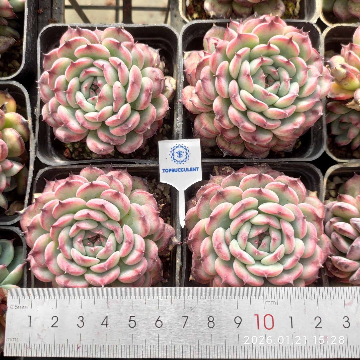 2300 Echeveria Maassel (7cm pot size)