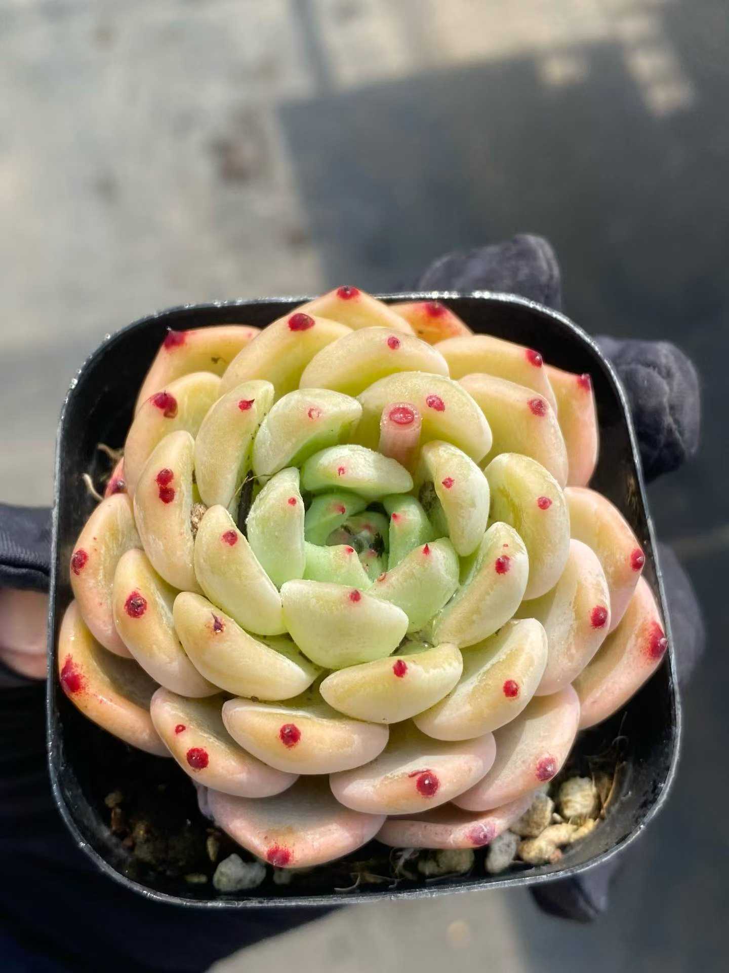361768 Echeveria Ace (6.3cm pot size)