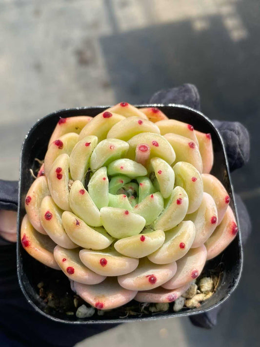 361768 Echeveria Ace (6.3cm pot size)