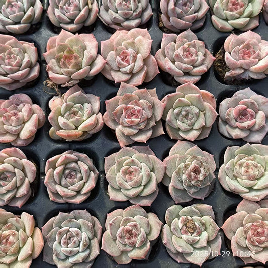 21699 Echeveria Ice Spirit hyb (3cm pot size)