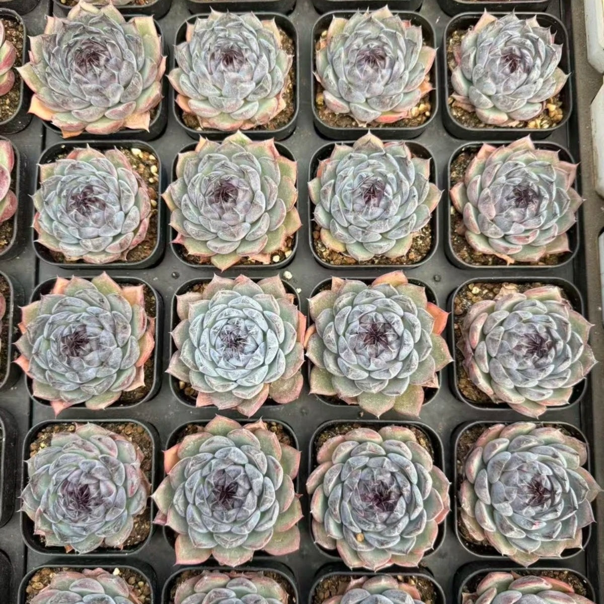 QNY128 Echeveria Blue Lover(7cm pot size)