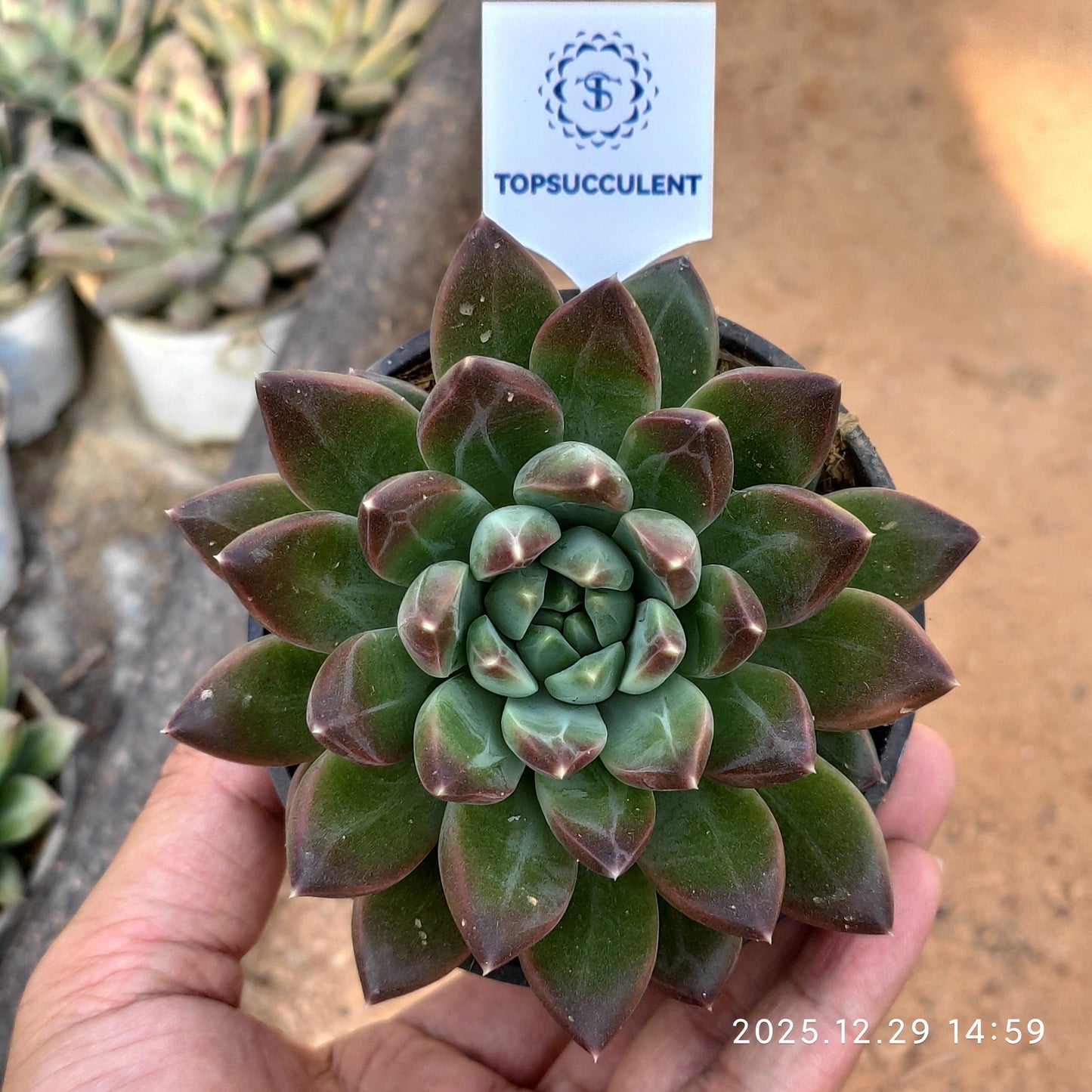 24084 Echeveria Phantom Beauty Hyb (9cm pot size)