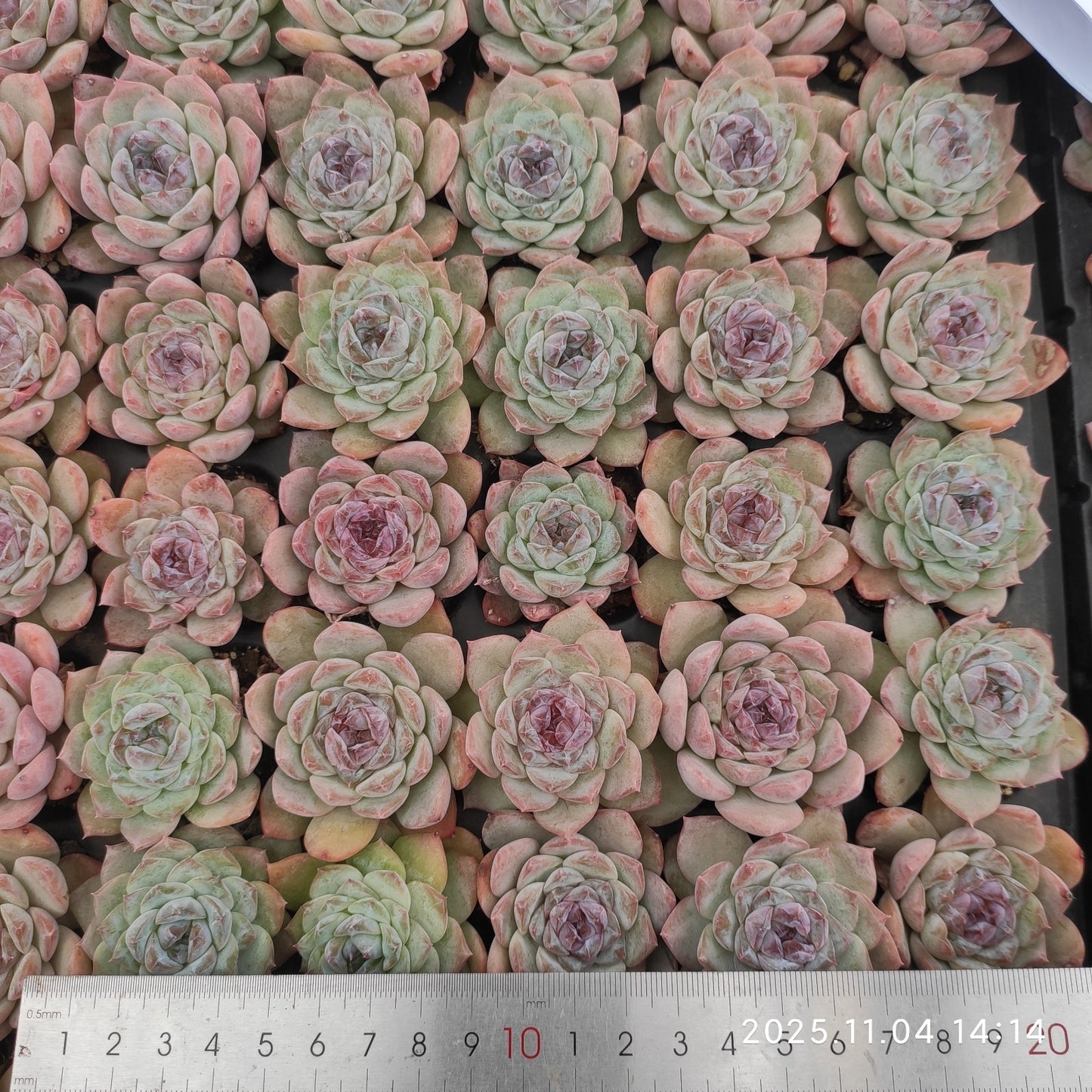 20783 Echeveria Ice (3cm pot size)