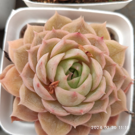 1061 Echeveria Onslow (7cm pot size)