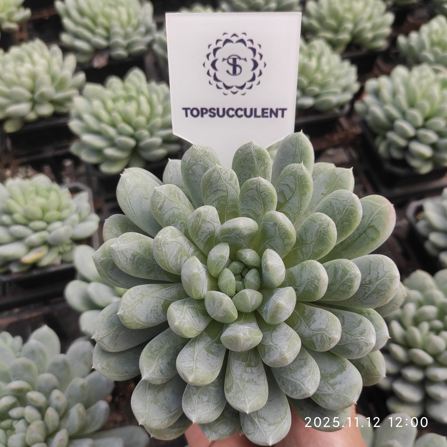 22511 Echeveria Patek Emerald (9cm pot size)