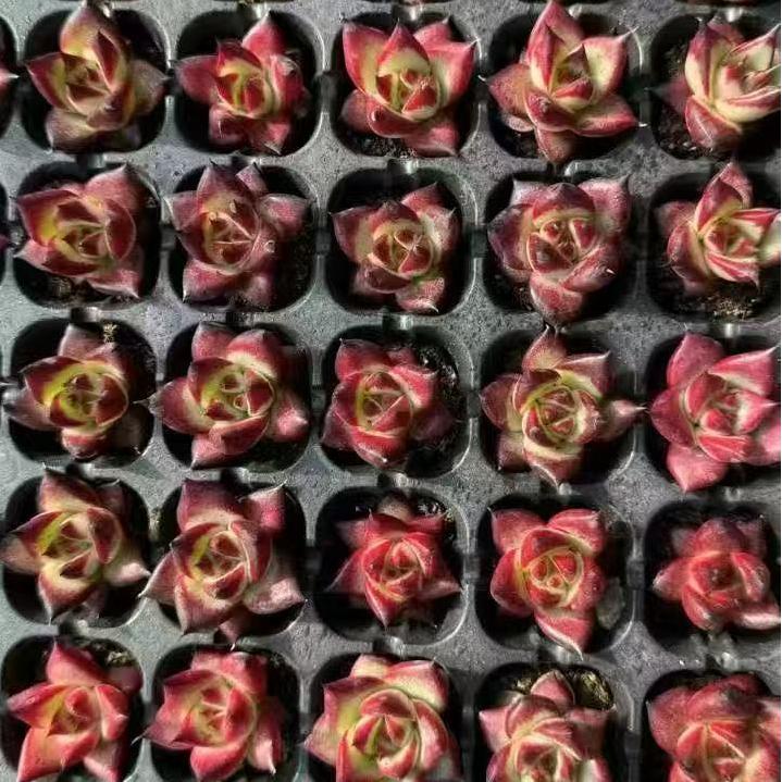 15773 Echeveria Red Jika (3cm pot size)