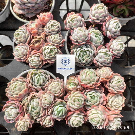 25111 Echeveria Berry (9cm pot size)