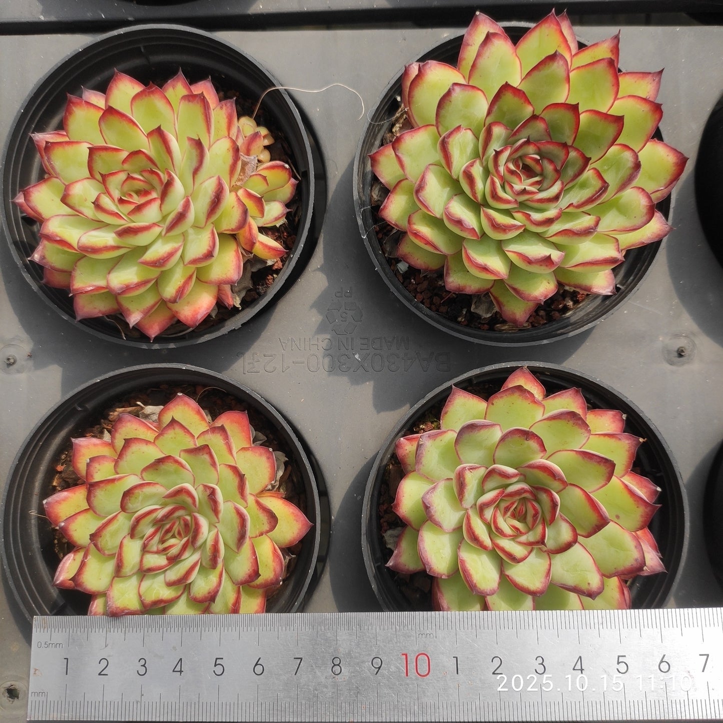 ZZA316 Echeveria Mexico Pulidones(9cm pot size)