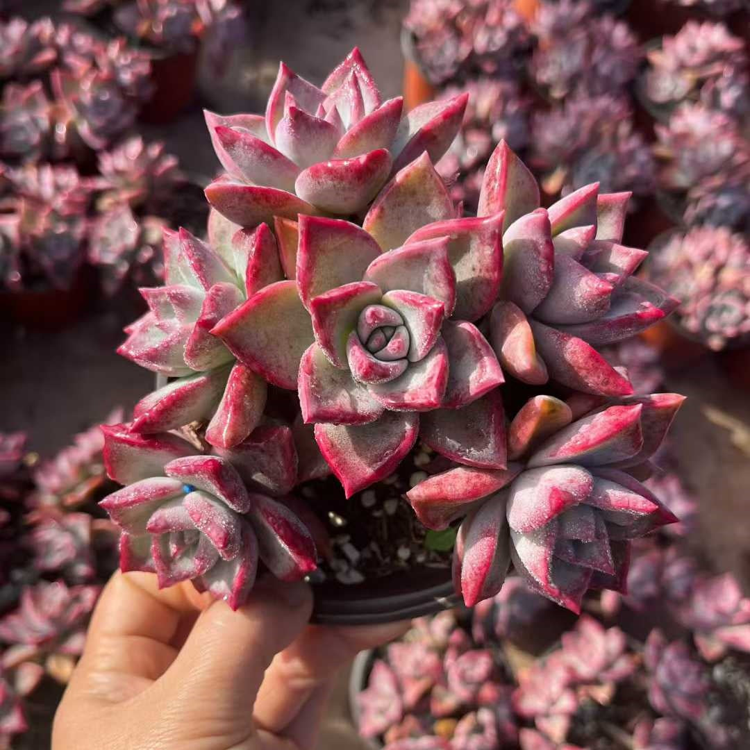 23553 Echeveria Ice Moon (12cm pot size)