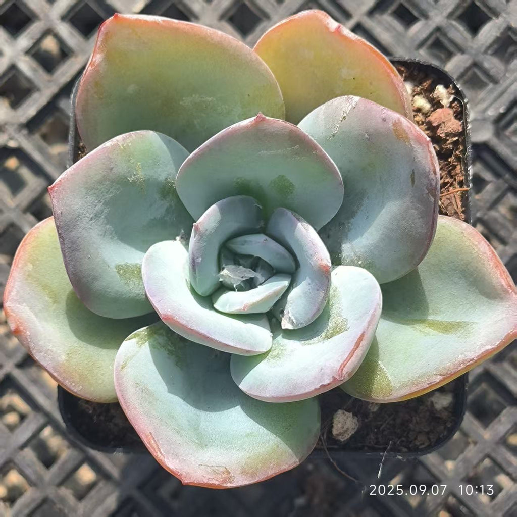 FFH121 Echeveria Breland(6.5cm pot size)