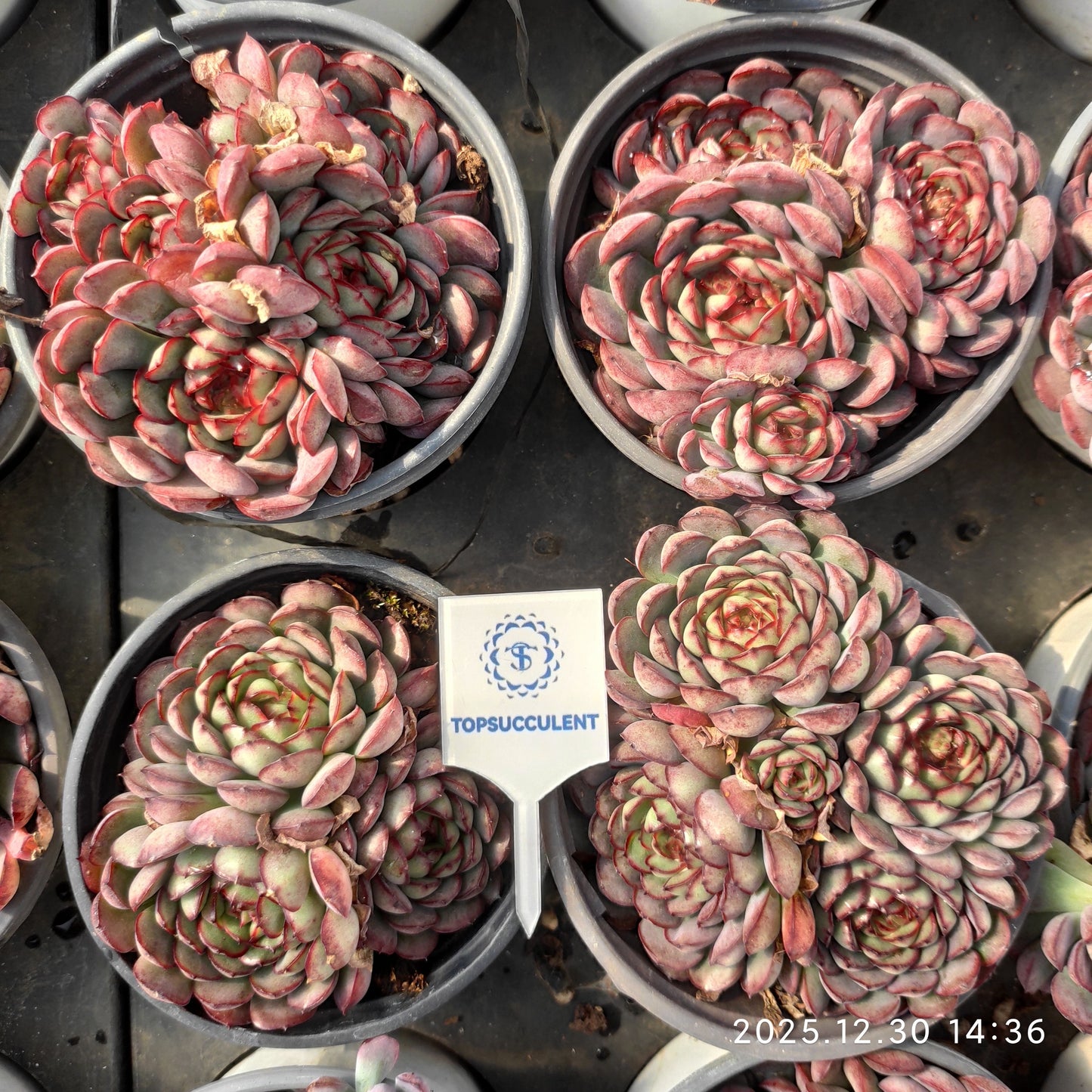 24122 Echeveria Dream Rose (9cm pot size)